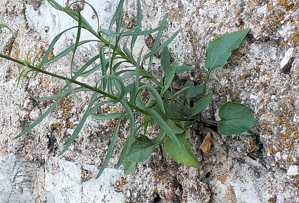 Campanula rotundifolia aggr.