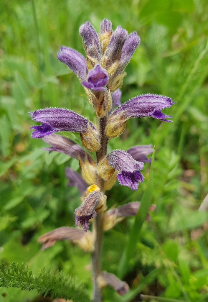 Orobanche purpurea (foto: Laura Torriani)