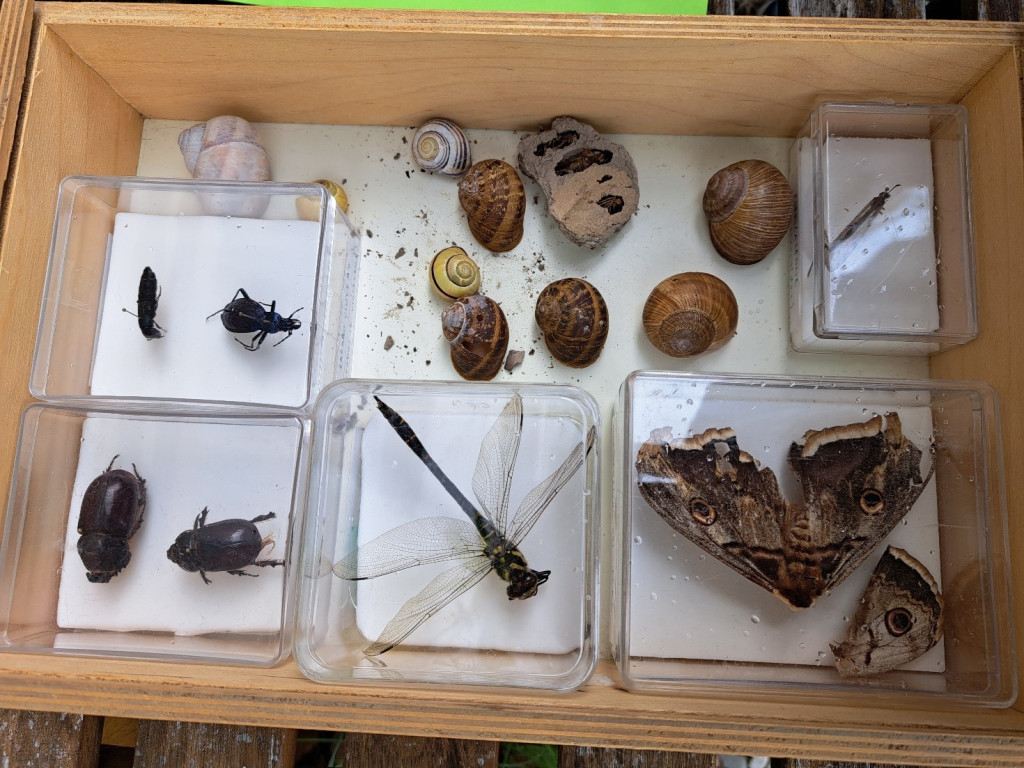Esempi di insetti e chiocciole trovati in giardino (Foto: Laura Torriani)